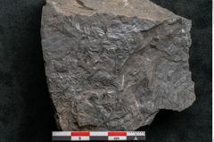 Foto (Detailansicht) von Asplenium hochstetteri Unger (NHMW-GEO-2024-0188-10303)